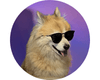Fluffy golden cat wearing sunglasses and a small crown on purple background - ProveWorth.com community logo