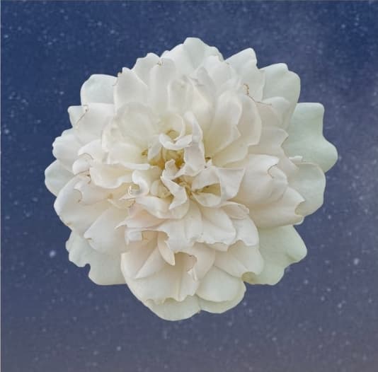 White floral logo for Somatic Herbalsim, set against a starry night background.